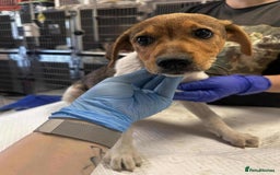 Mixed Breed dogs for adoption: 🥞Pancake🥞is looking for her forever home!  - Image 3