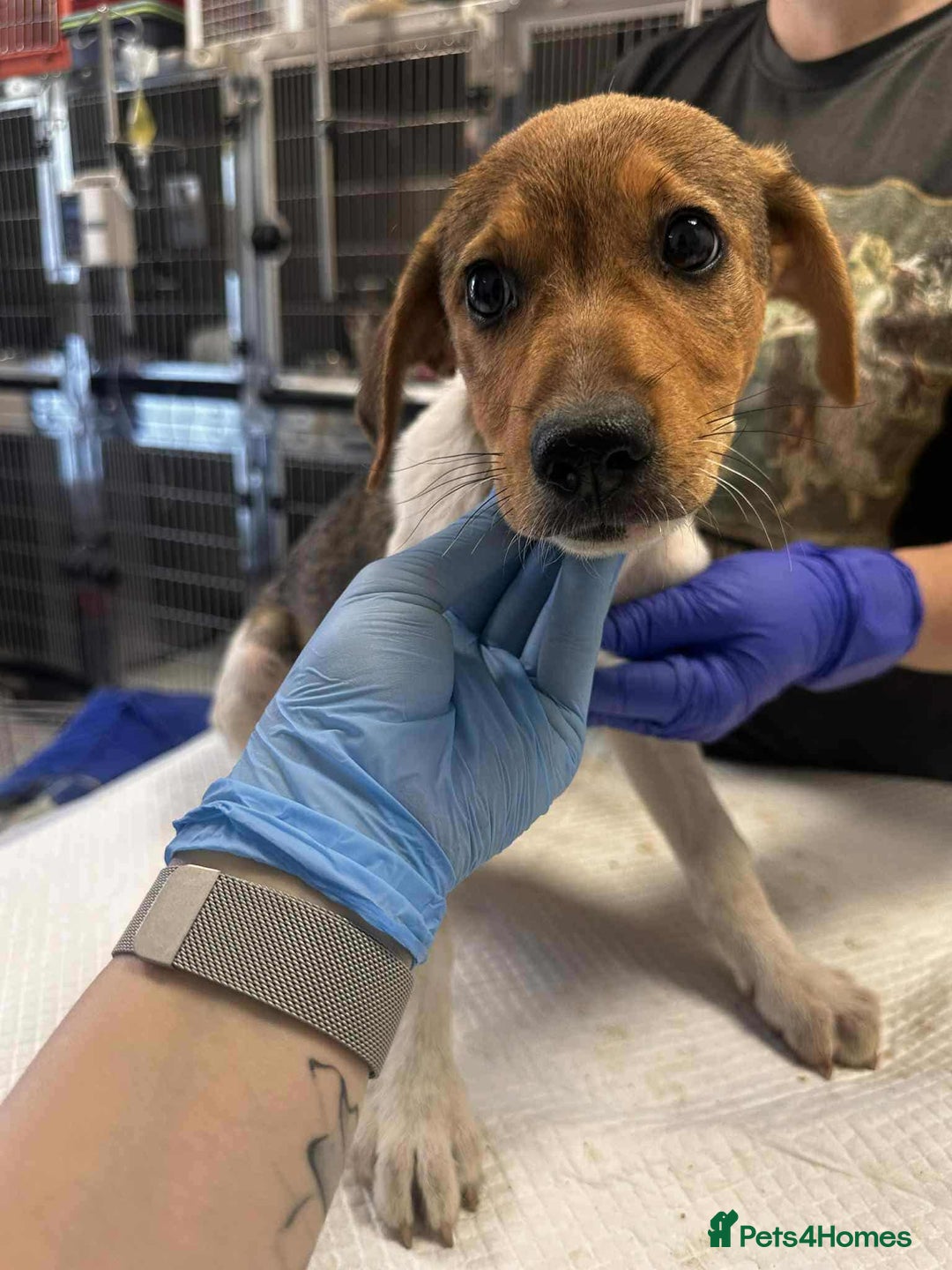 Mixed Breed dogs for adoption: 🥞Pancake🥞is looking for her forever home!  - Image 3