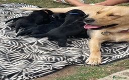 Mixed Breed dogs for sale: river - Image 5
