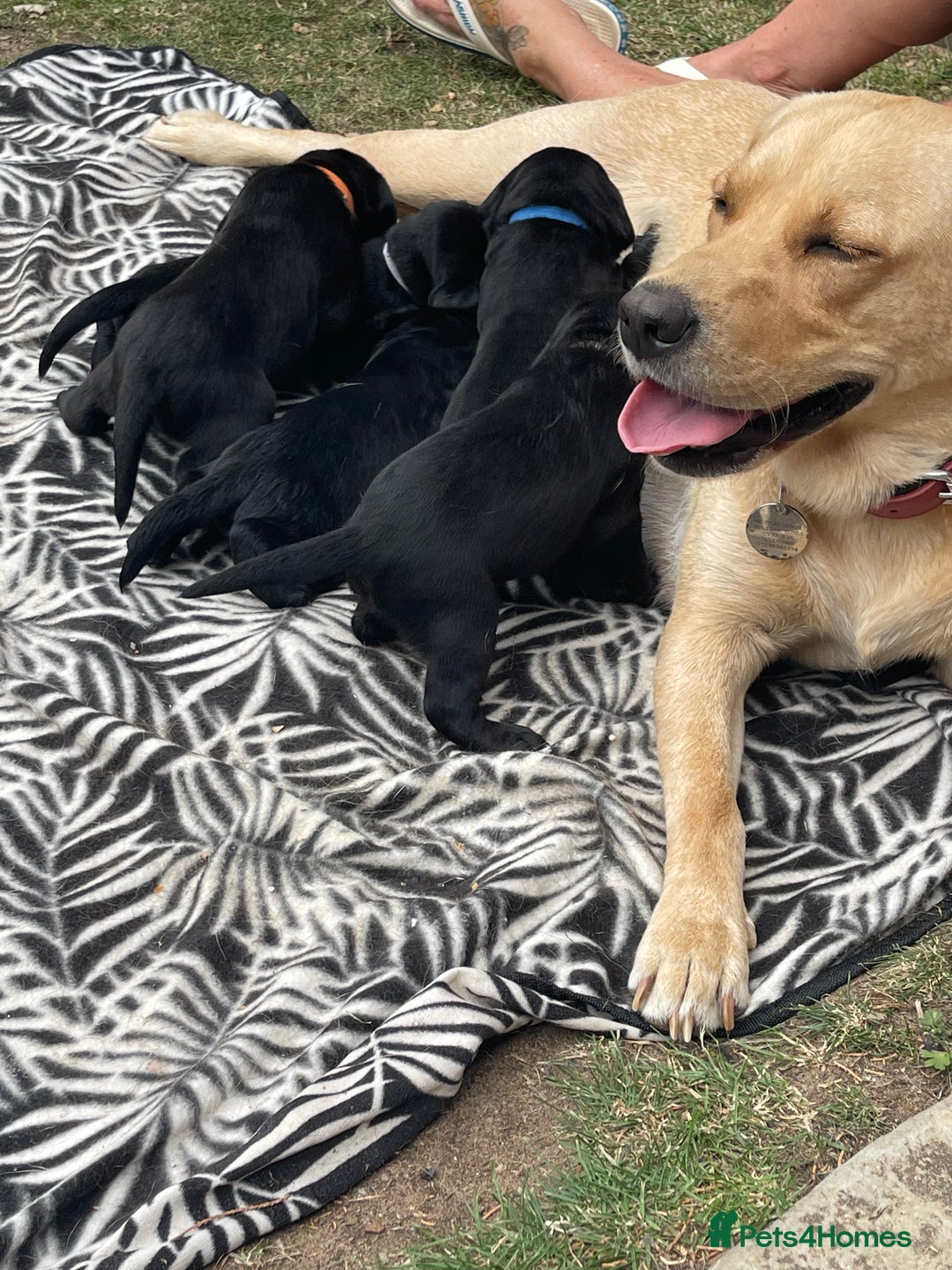 Mixed Breed dogs for sale: river - Image 5