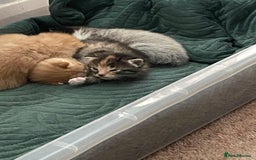 Domestic Shorthair cats for sale: 2 Ginger males 2 calico female 1 tabby female - Image 15