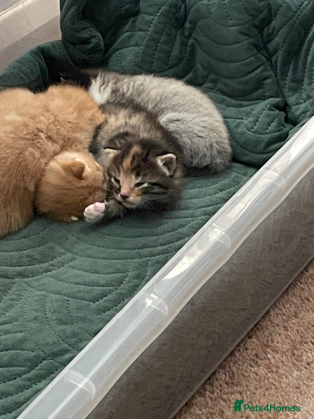 Domestic Shorthair cats for sale: 2 Ginger males 2 calico female 1 tabby female - Image 15