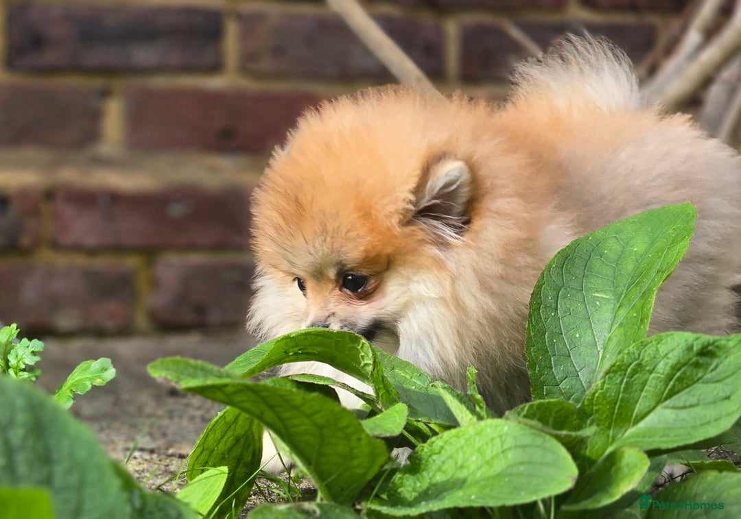 Pomeranian dogs for sale: 🔥Female Pomeranian puppy🔥KC reg🔥for sale🔥 - Image 9