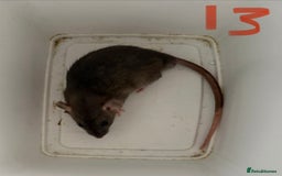 Rat rodents for sale: Mixed baby rats  - Image 13