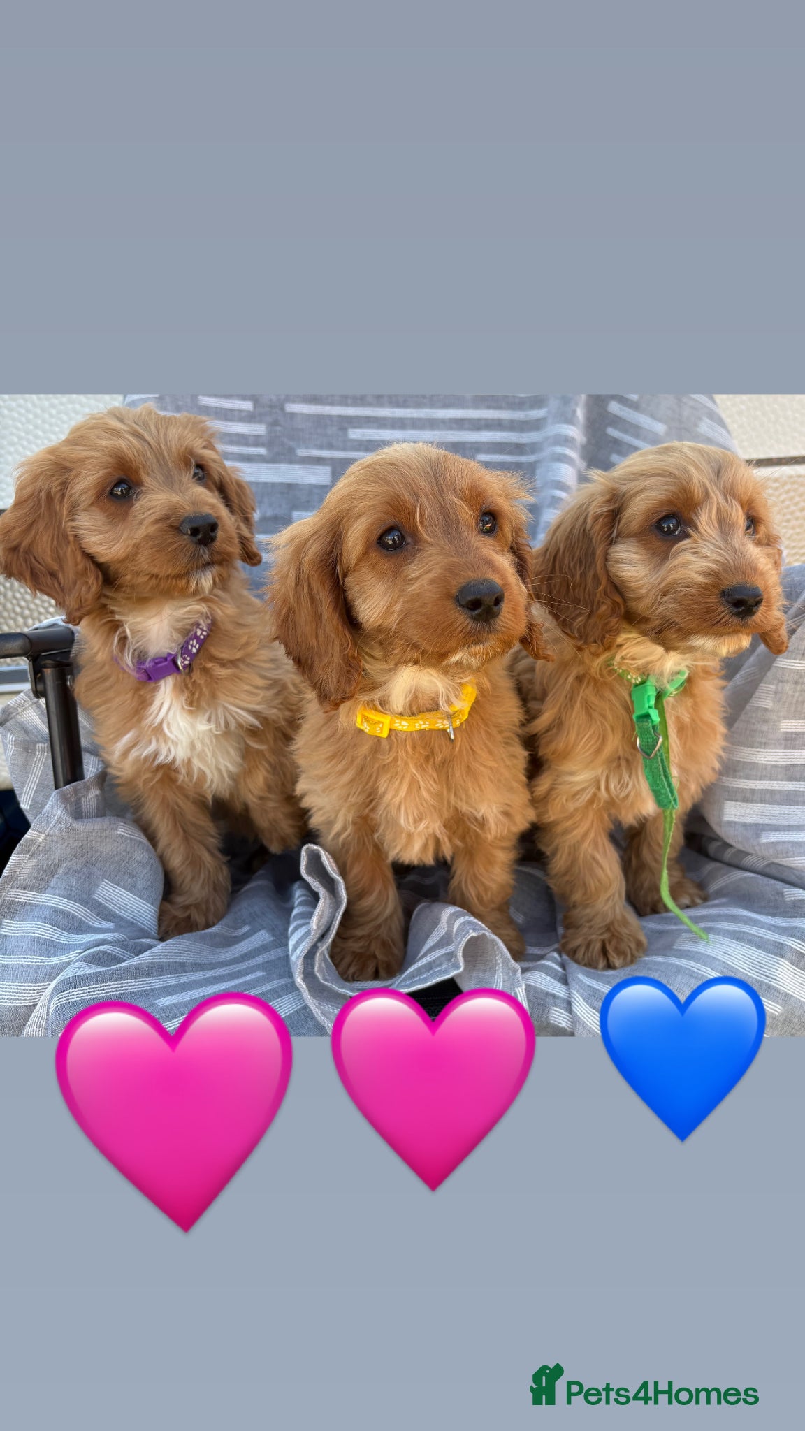 Cockapoo dogs Cockerpoo  - Advert 1