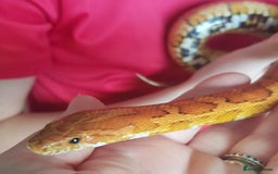 Corn Snake reptiles for sale: CB17 Carolina cornsnake and full set up - Image 3