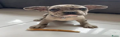 French Bulldog 1