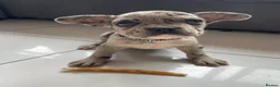 French Bulldog dogs for sale: French bulldog  - Advert 29
