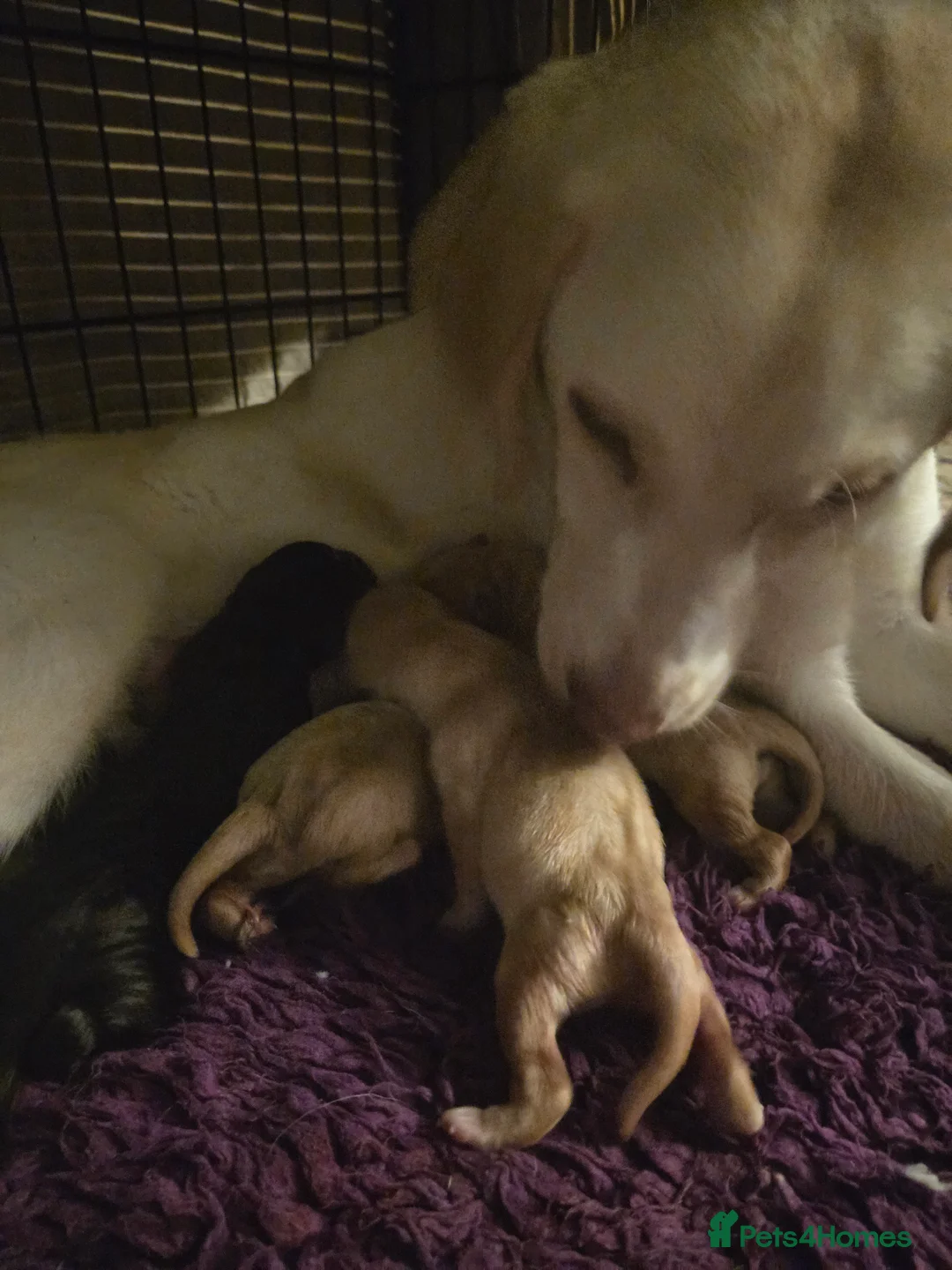 Labrador Retriever dogs for sale: Kc Registered quality labrador puppies - Advert 4