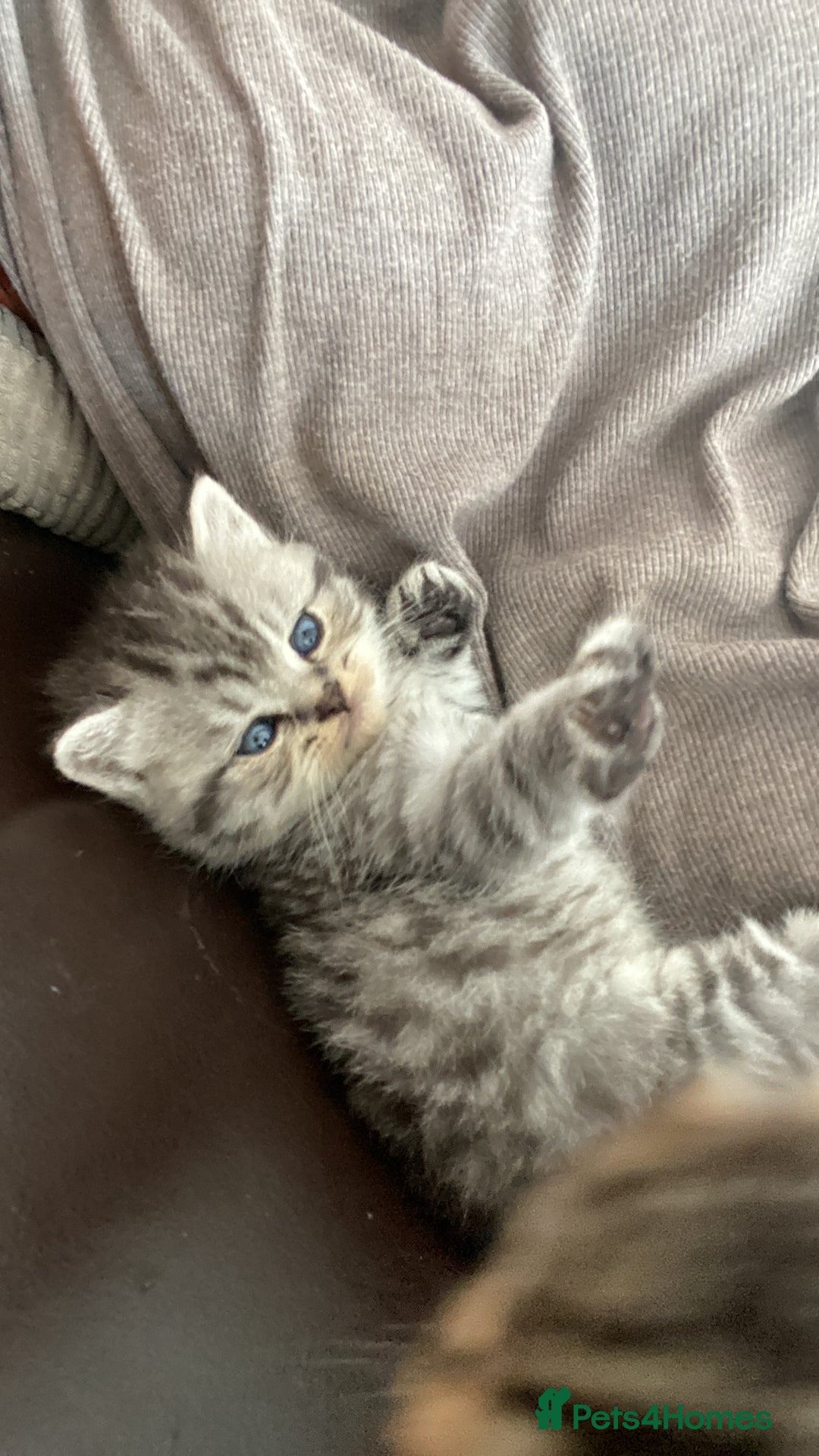 British Shorthair cats for sale: X4 beautiful British short haired kittens - Image 10