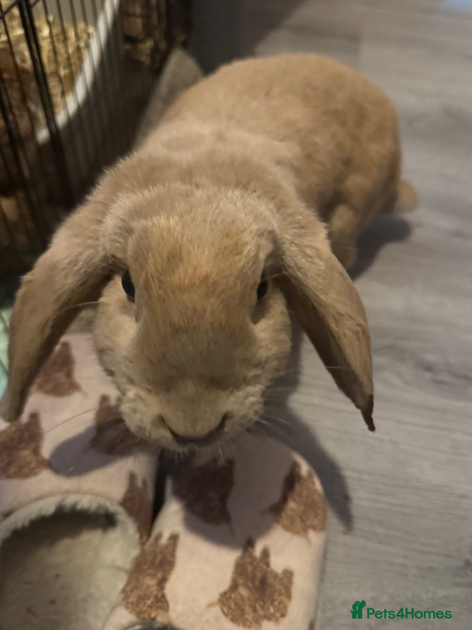 Mixed Breed rabbits Lola and Maple please read description  - Advert 1