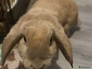 Mixed Breed rabbits Lola and Maple please read description - Advert 6