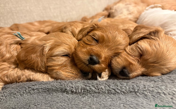 Cockapoo dogs - Advert 1