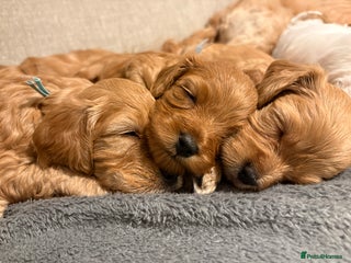 Cockapoo dogs - Advert 4