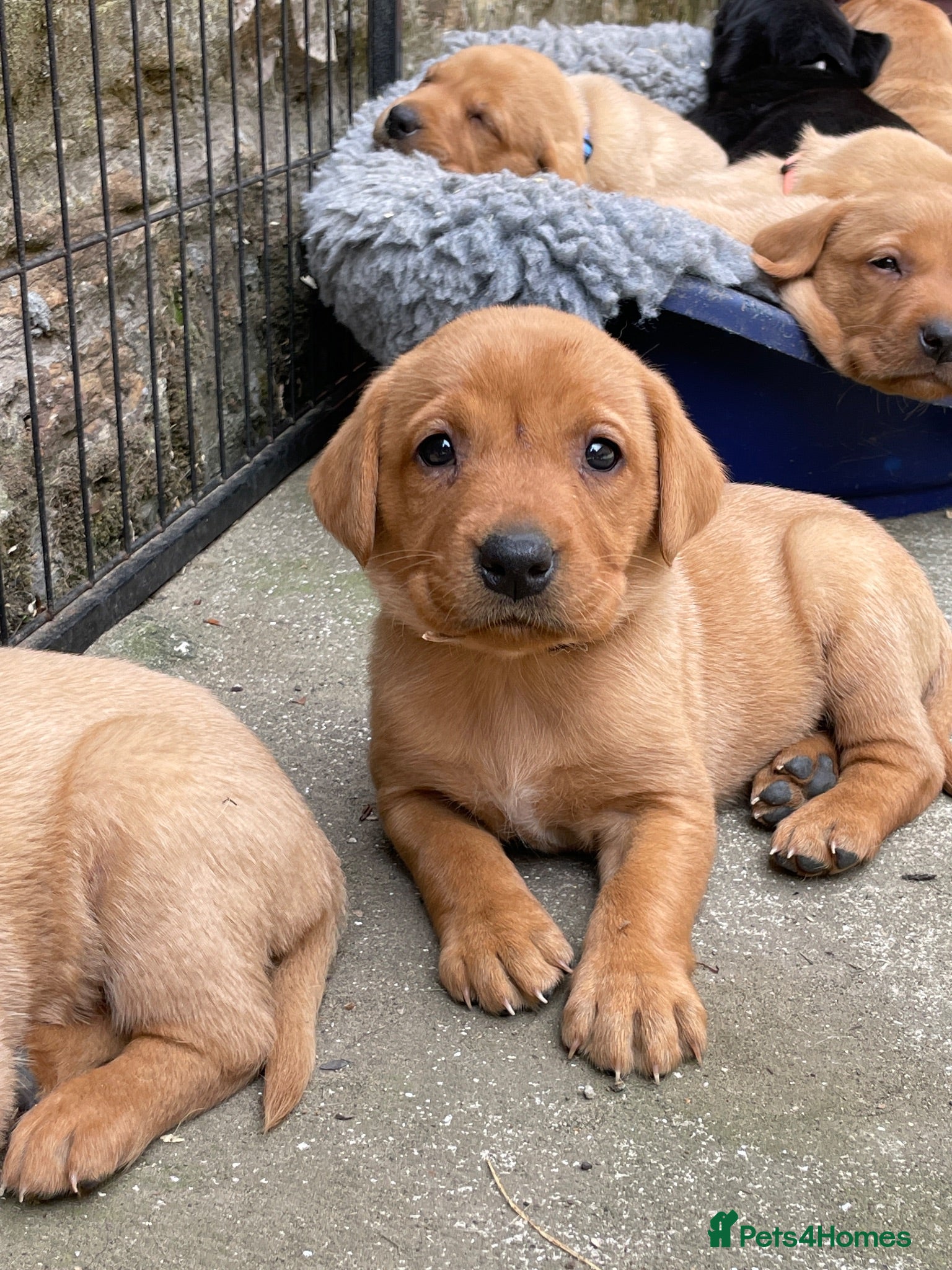 Labrador Retriever dogs Ready next weekend - fully health tested  - Advert 2