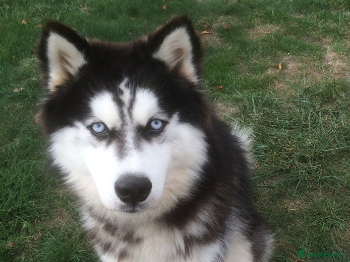 Siberian Husky dogs Whitey - Husky Stud Service - Advert 1