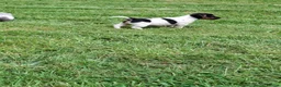 Jack Russell dogs for sale: Jack Russell pups  - Advert 9