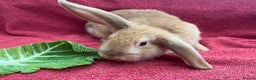 Mixed Breed rabbits for sale: Mixed rabbits  - Advert 7