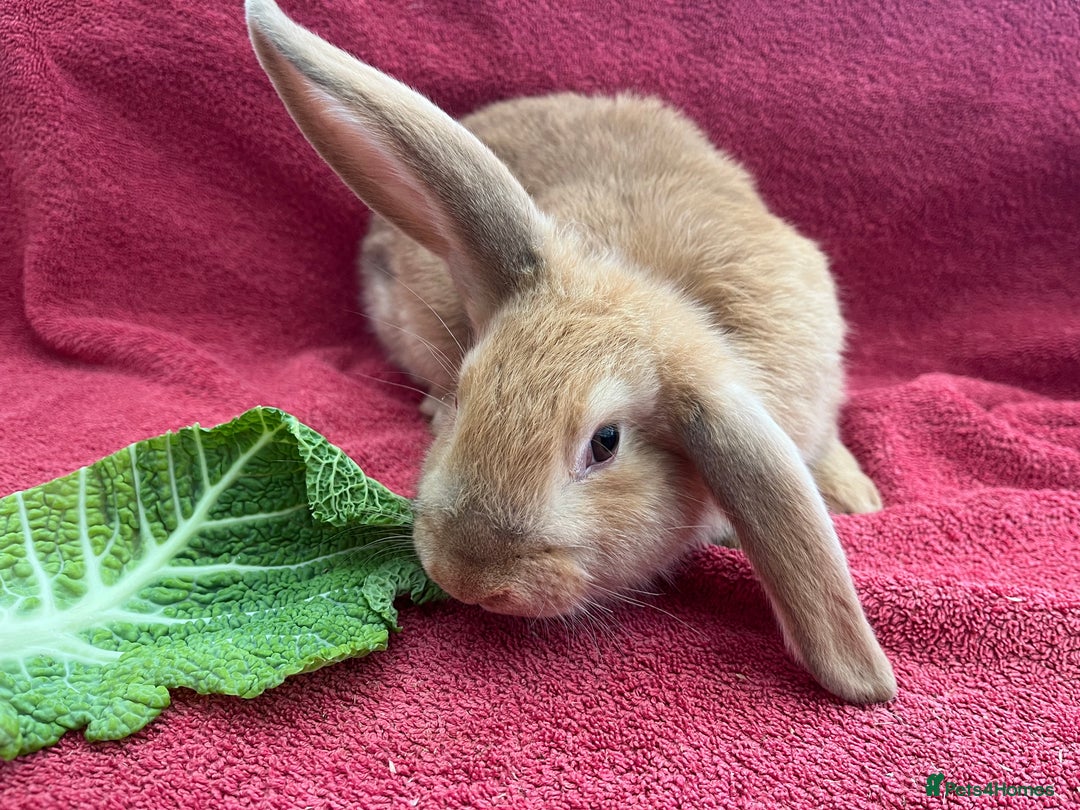Mixed Breed rabbits for sale: Mixed rabbits  - Advert 7