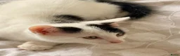 British Shorthair cats for sale: 4 black + white female kittens - Advert 13
