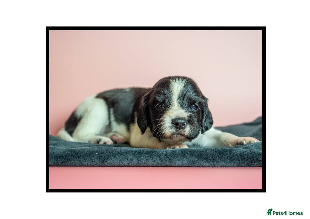 English Springer Spaniel dogs for sale: ✨ KC Registered Springer Spaniel Puppies ✨ - Advert 21