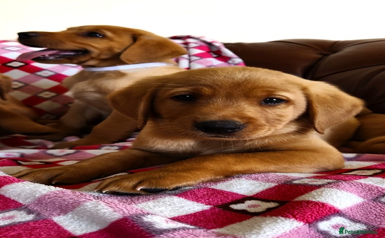 Labrador Retriever dogs - Advert 4
