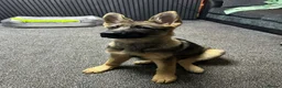 German Shepherd dogs for sale: German shepherd  - Advert 5