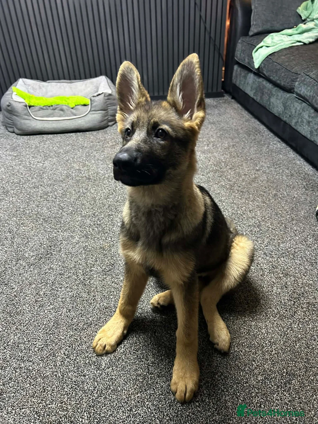 German Shepherd dogs for sale: German shepherd  - Advert 5