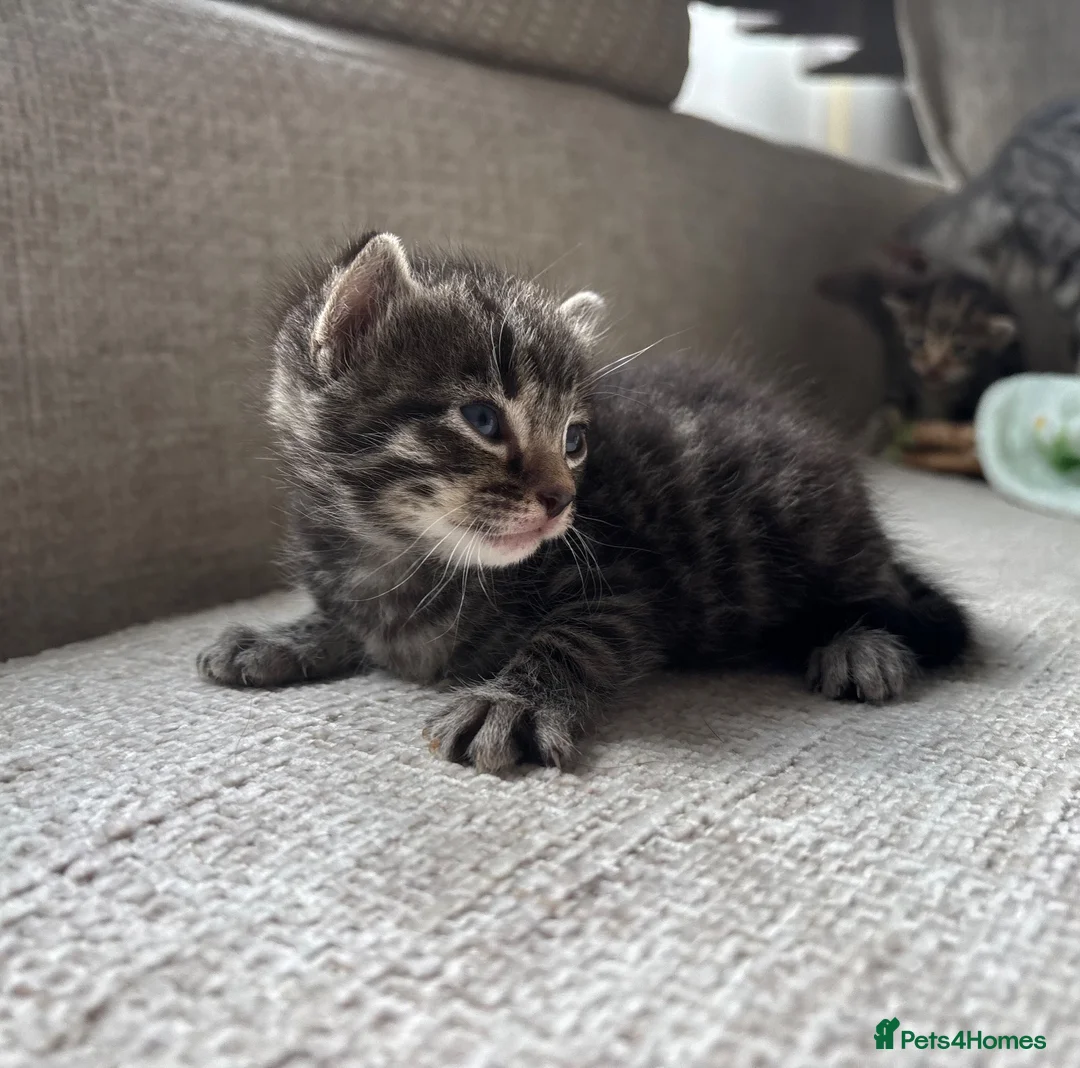 Bengal cats for sale: Grey Male Bengal - Advert 1