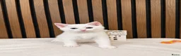 Domestic Shorthair cats for sale: Stunning Kittens | Bella's Litter | Ready Now - Advert 3