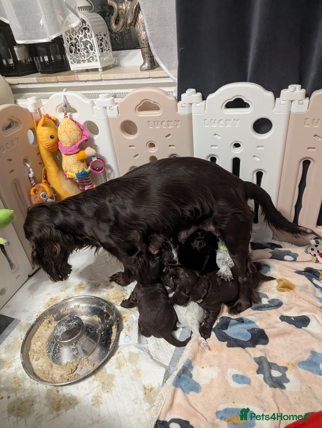 Cocker Spaniel dogs for sale: COCKER SPANIEL PUPPIES 🩵🩷LOOKING NEW HOME 🏡 - Advert 3