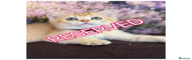 British Shorthair 3