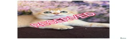 British Shorthair cats for sale: British Shorthair golden blue eyed kittensGCCF - Advert 27