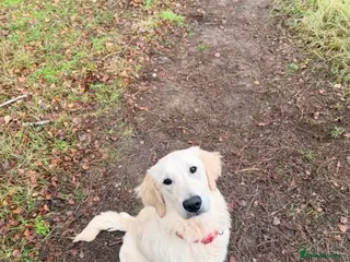 Golden Retriever dogs Golden retriever for sale! - Advert 2