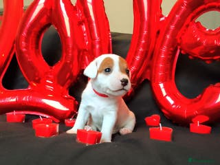 Jack Russell dogs Jack Russell 1 boy💙 looking the good home. - Advert 6