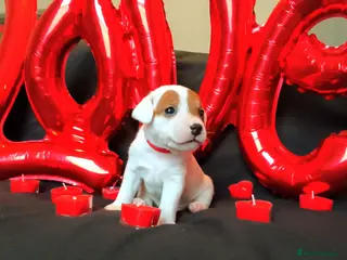 Jack Russell dogs Jack Russell 1 boy💙 looking the good home. - Advert 3