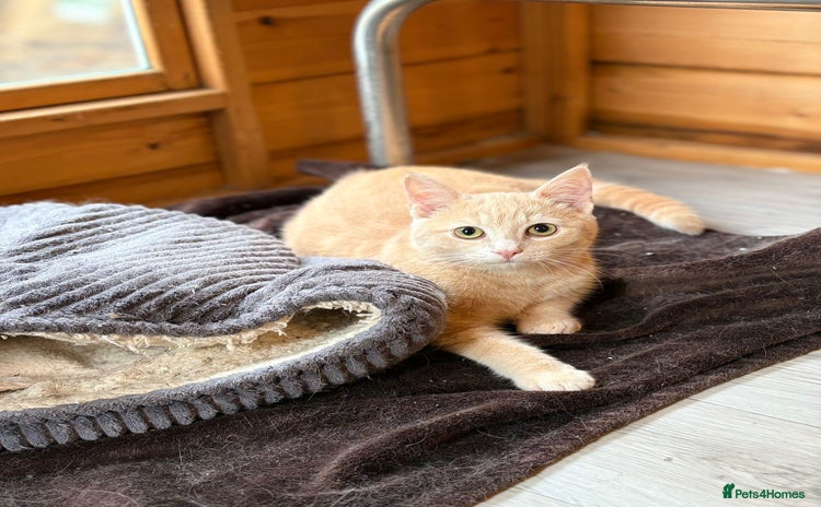 Ragdoll cats - Advert 7