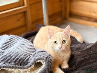 Ragdoll cats for sale - Advert 4