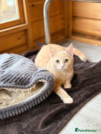 Ragdoll cats - Advert 4