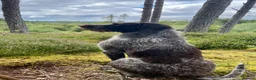 German Wirehaired Pointer dogs for sale: Fantastic Pedigree GWP pups for sale in Rogart - Advert 7