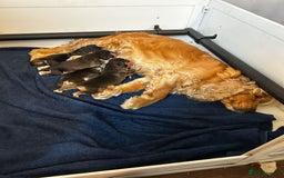 Cocker Spaniel dogs for sale: Tri coloured, strong, Cocker Spaniel Puppies  - Image 9