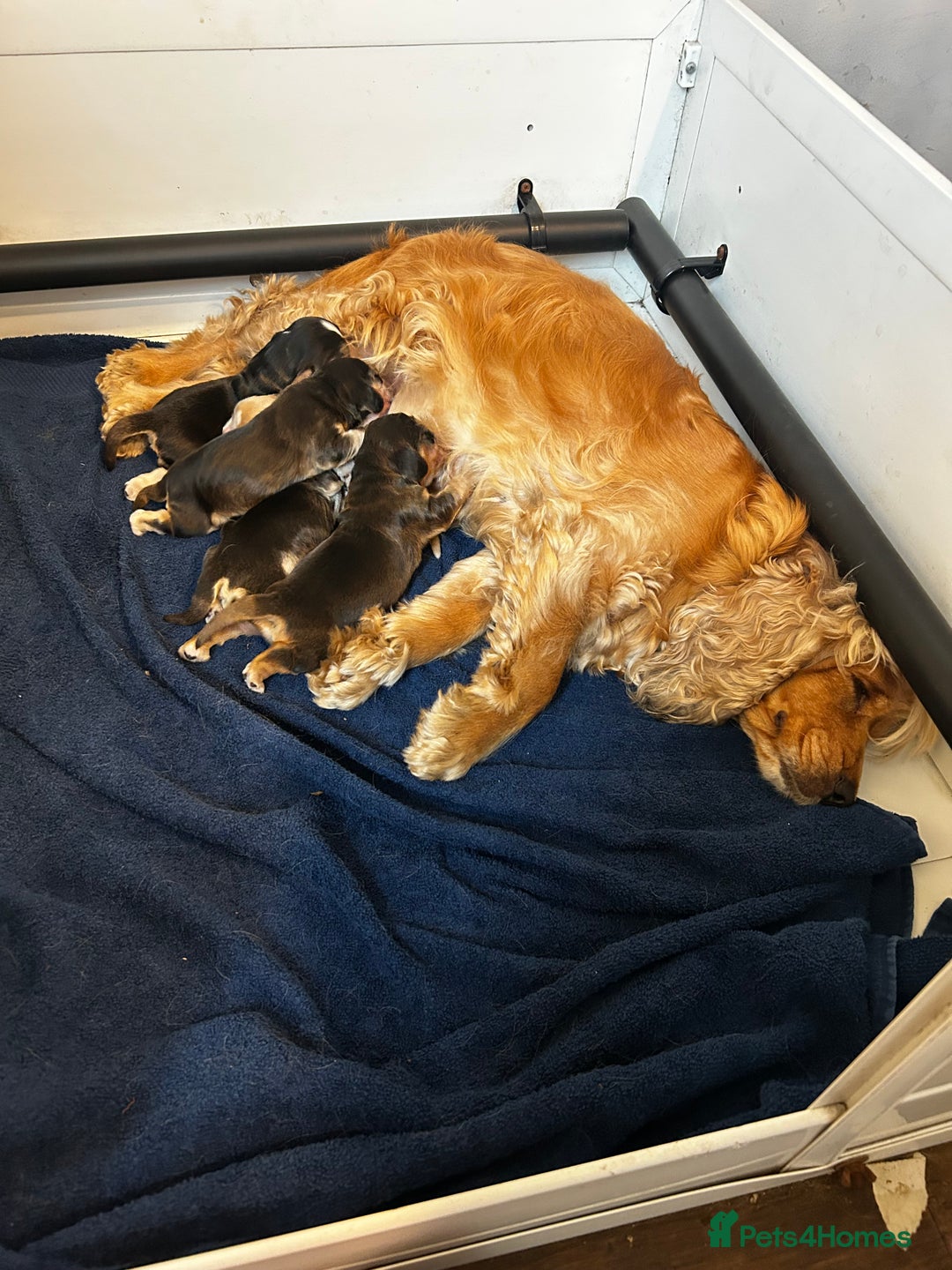 Cocker Spaniel dogs for sale: Tri coloured, strong, Cocker Spaniel Puppies  - Image 9