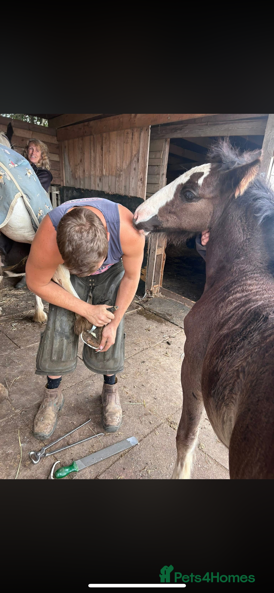 Irish Cob horses for sale: Filly for full loan or sale  - Advert 9