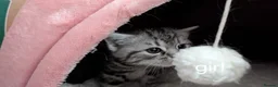 British Shorthair cats for sale: GCCF registered British Shorthair silver Tabby - Advert 5