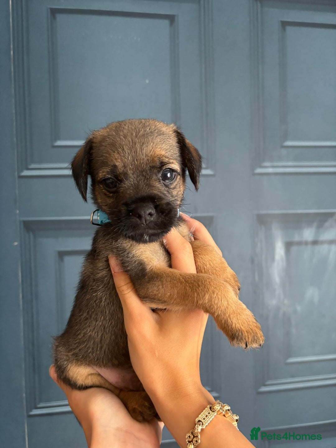 Border Terrier dogs for sale: Slem clear stunning boarder terrier puppies  - Image 16