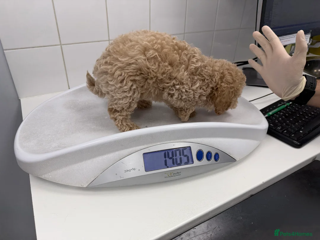 Maltipoo dogs for sale: Ready this week 🧸 - Advert 4