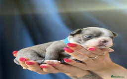 Boston Terrier dogs for sale: Boston terrier puppy - Image 2