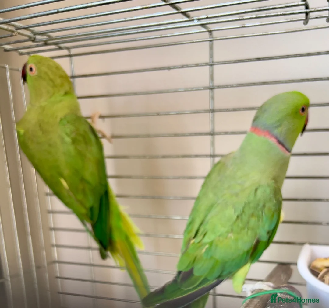 Ringnecks birds for sale: proven breeding pair Indian ringneck parakeets in Nottingham - Advert 2