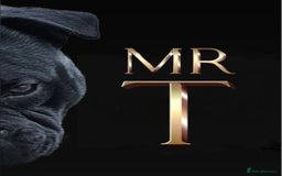 Staffordshire Bull Terrier dogs for stud: Mr T Champion sired Stud Blue gene 🧬 - Image 2