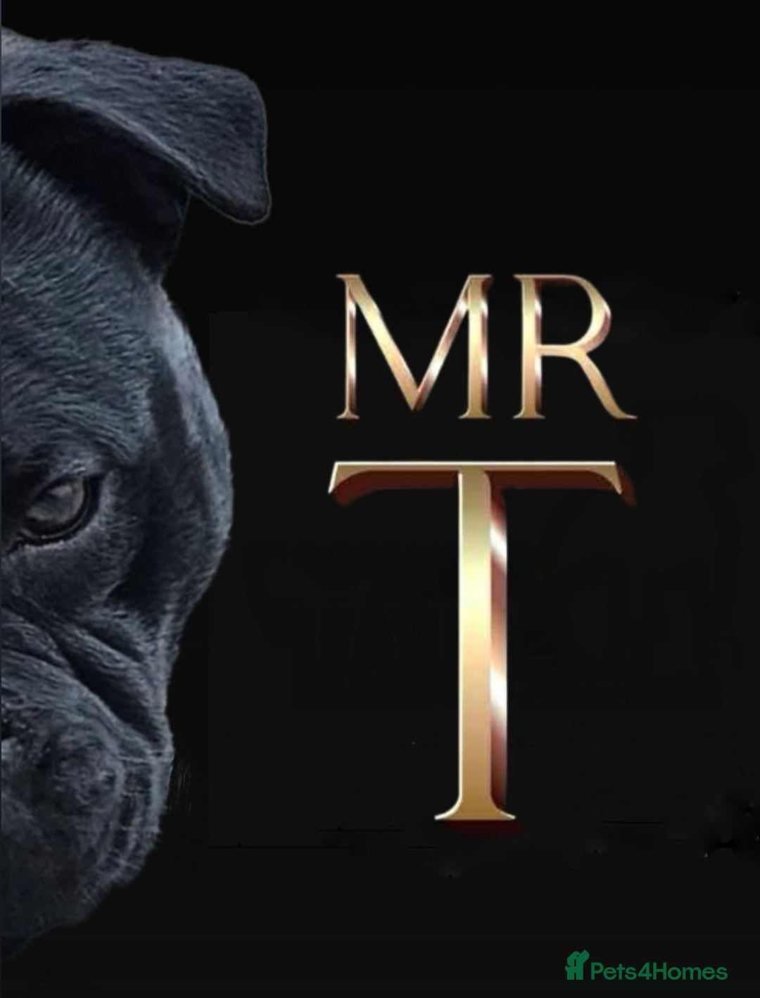 Staffordshire Bull Terrier dogs for stud: Mr T Champion sired Stud Blue gene 🧬 - Image 2